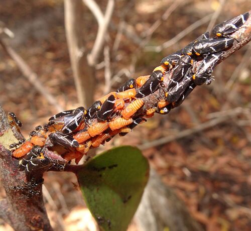 Eurymeloides bicincta observed 2026-01-22