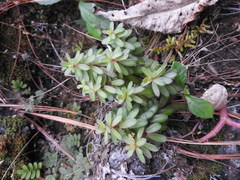 Peperomia leptophylla