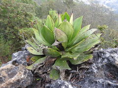 Agave chiapensis