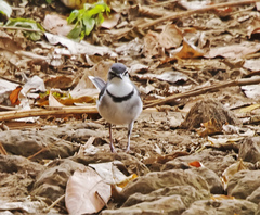 Motacilla clara