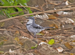 Motacilla clara
