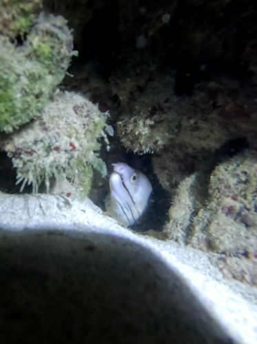 Gymnothorax vicinus