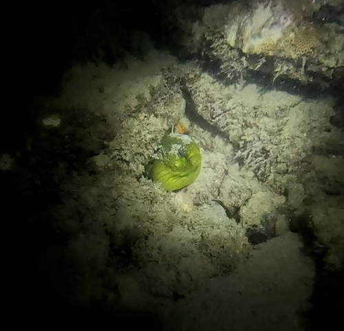 Gymnothorax funebris