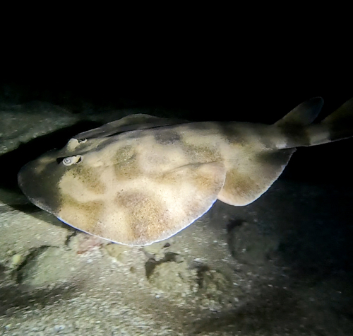 Brazilian electric ray (Narcine brasiliensis) — Narcinidae