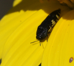 Acmaeodera flavosticta