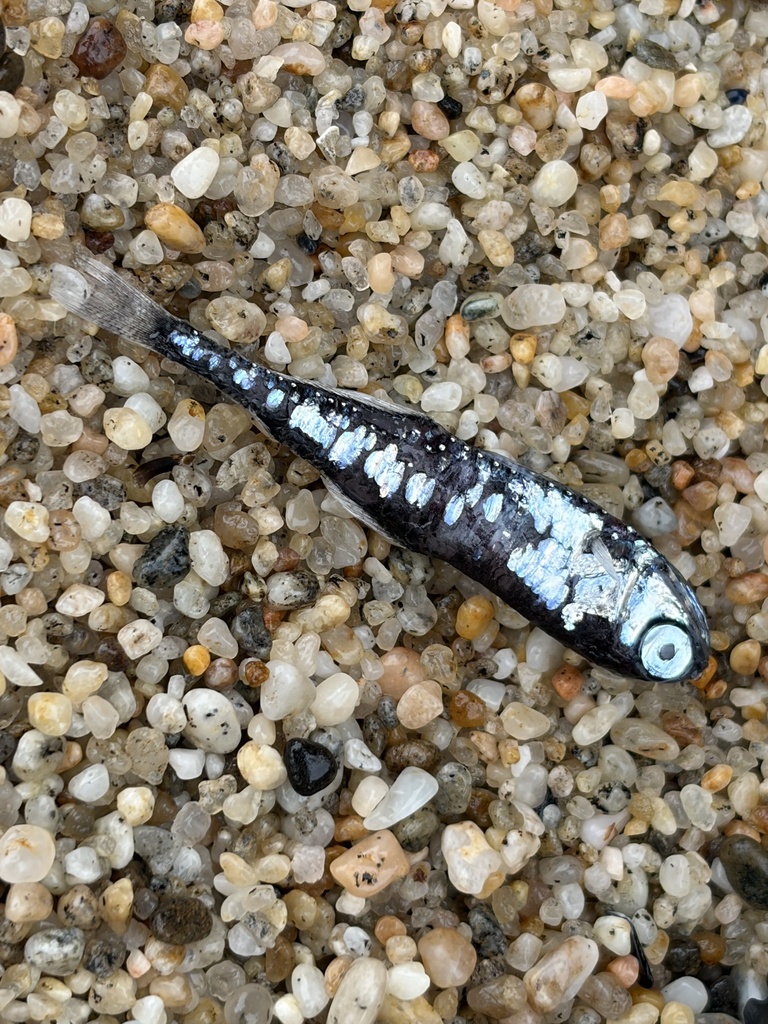 Blue Lanternfish