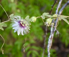 Passiflora santiagana