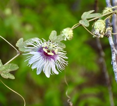 Passiflora santiagana