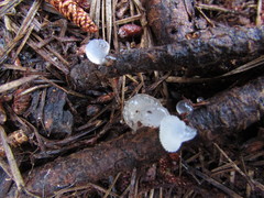 Pseudohydnum gelatinosum