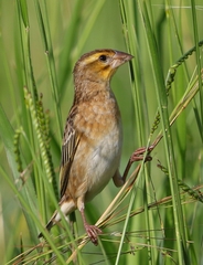 Red-Headed Quelea photo 2