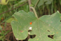 Argyrodes miniaceus