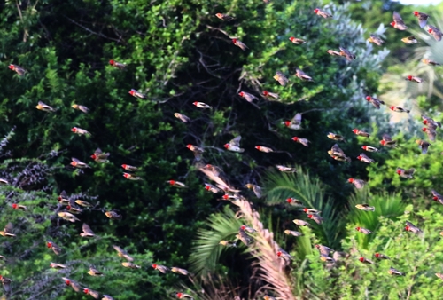 iNaturalist image