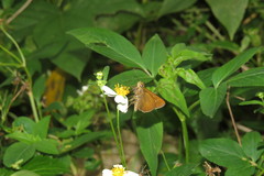 Caltoris cahira austeni