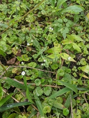 Androsace umbellata