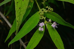 Callicarpa pilosissima