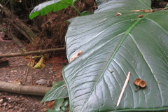 Kurixalus idiootocus