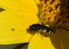 Acmaeodera flavosticta