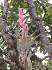 Tillandsia bourgaei