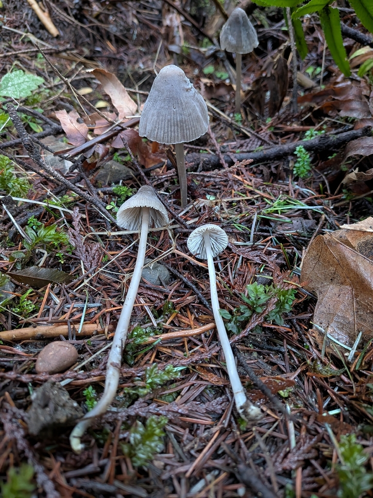 Mycena robusta