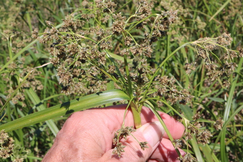 Panicled Bulrush (Scirpus microcarpus)