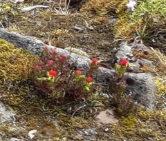 Castilleja nubigena