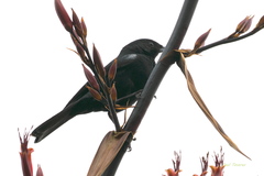 Diglossa lafresnayii