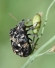 Bolbocoris