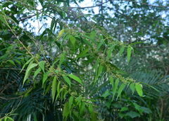 Callicarpa pilosissima