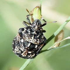 Bolbocoris