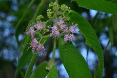 Callicarpa pilosissima