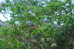 Callicarpa pilosissima