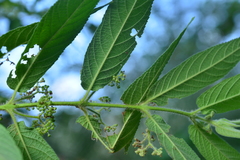 Callicarpa pilosissima