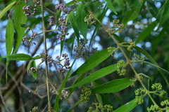 Callicarpa pilosissima