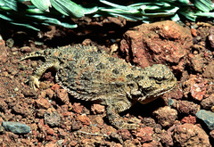 Phrynosoma douglasii