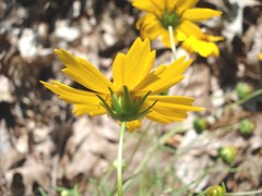 Coreopsis grandiflora