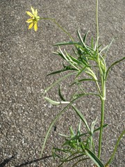 Coreopsis grandiflora