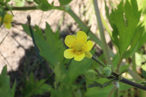 macoun's buttercup (Ranunculus macounii)