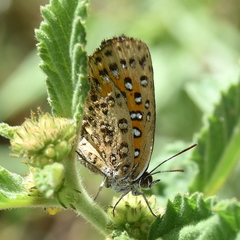 Aloeides damarensis