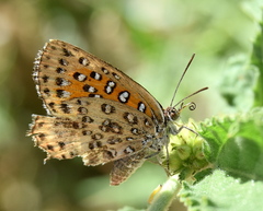 Aloeides damarensis