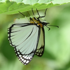 Leucochitonea levubu