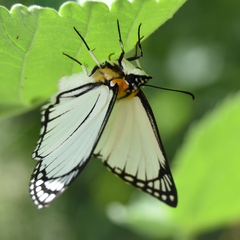 Leucochitonea levubu