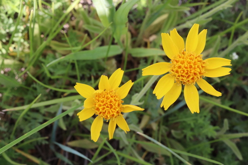 hillside arnica (Arnica fulgens)