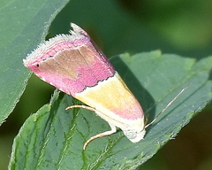 Eublemma caffrorum