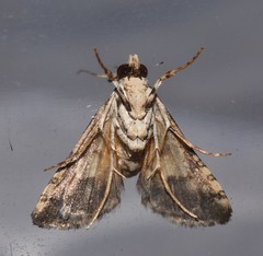 Nacoleia mesochlora