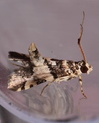Nacoleia mesochlora