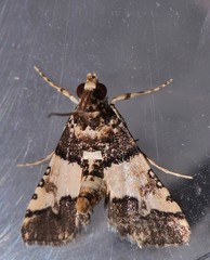 Nacoleia mesochlora