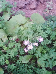 Pericallis tussilaginis