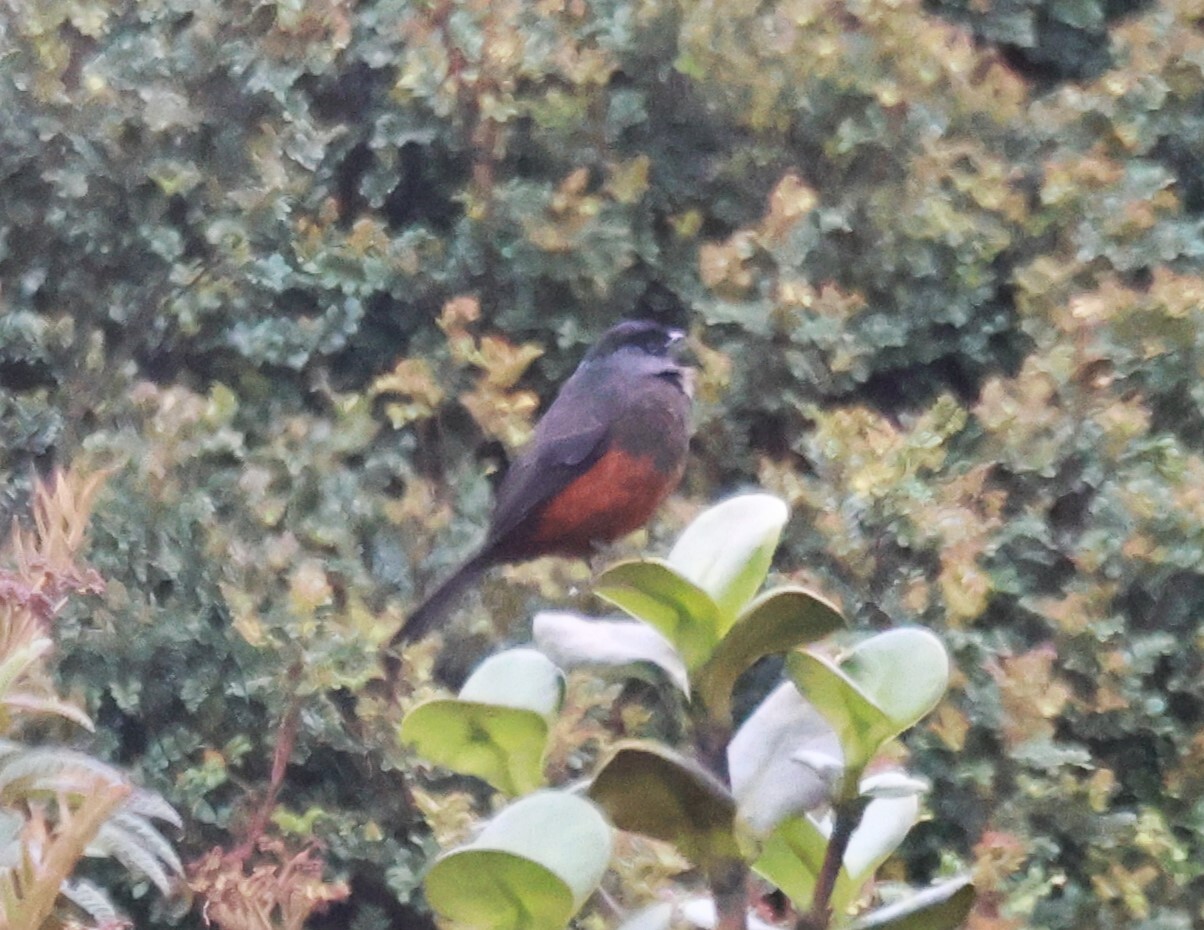 Chestnut-bellied Cotinga (Doliornis remseni), photo 1