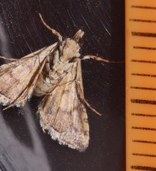 Nacoleia mesochlora