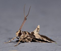 Nacoleia mesochlora